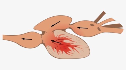 Two Chamber Heart - Structure Of Heart Of Fish, HD Png Download, Free Download