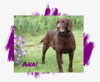 Dog Adoption - Pointing Breed, HD Png Download, Free Download