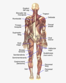 Muscular System Png - Musculs Del Cos Humà, Transparent Png, Free Download