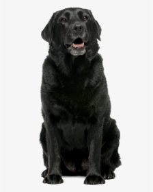 Black Lab Png - Black Labrador Retriever Sitting, Transparent Png, Free Download