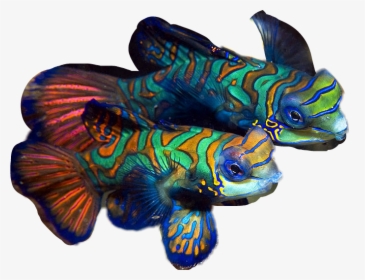 Beautiful Fish Png - Coloured Fish, Transparent Png, Free Download