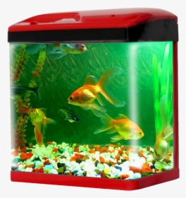 Aquarium Fish Tank Png Pic - Aquarium Fish Tank Price In India, Transparent Png, Free Download