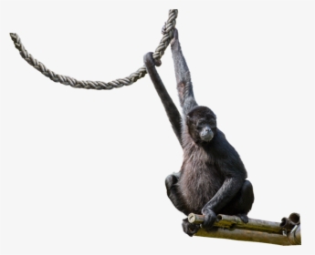 Spider Monkey Png - Spider Monkey Transparent Background, Png Download, Free Download