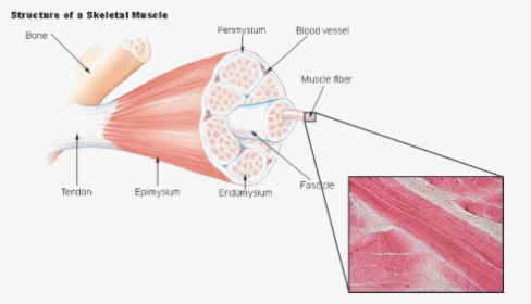 Skeletal Muscle Labeled, HD Png Download, Free Download