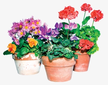 Transparent Potted Flowers Png - Potting Plants Flowers Png, Png Download, Free Download
