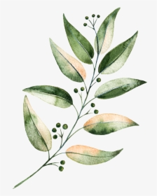 Hand Painted Green Plants - Perennial Plant, HD Png Download, Free Download