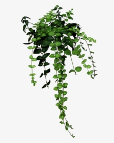 Transparent Broken Wrist Clipart - Aesthetic Plant Png, Png Download, Free Download