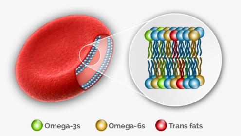 Transparent Red Blood Cells Png - Omega 3 And Cell, Png Download, Free Download