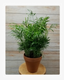 Flowerpot, HD Png Download, Free Download