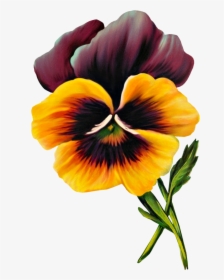 Free Vintage Pansy Graphic - Drawing Pansy Viola Flower, HD Png Download, Free Download