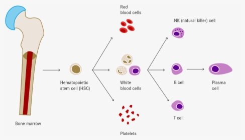 Haematopoiesis, HD Png Download, Free Download