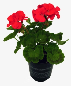 Potted Annuals - Flowerpot, HD Png Download, Free Download