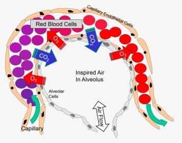 Red Blood Cell In Alveoli, HD Png Download, Free Download