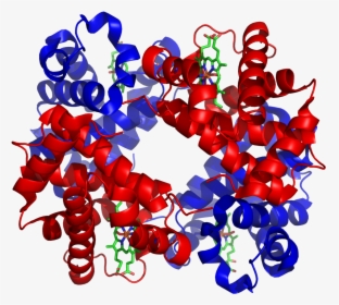 Hemoglobin - Protein With Alpha Helix And Beta Sheet, HD Png Download, Free Download