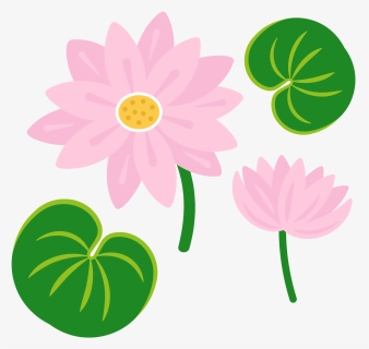 African Daisy, HD Png Download, Free Download