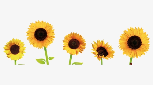 Good Morning Sunny Day , Transparent Cartoons - Clipart Transparent Background Sunflower, HD Png Download, Free Download