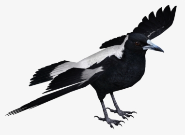 Transparent Feather - Magpie Png, Png Download, Free Download