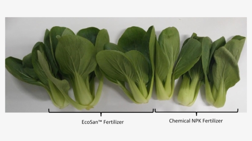 Transparent Bok Choy Png - Tatsoi, Png Download, Free Download