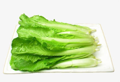Transparent Cabbage Png - 小 白菜, Png Download, Free Download