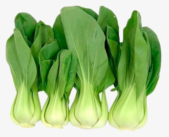 Китайская Капуста Бэби Бок Чой, Шанхайская Капуста - Chinese Cabbage Bok Choy, HD Png Download, Free Download