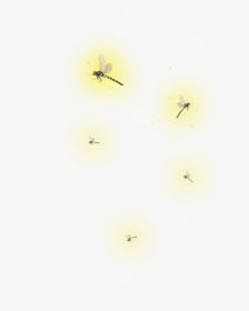 #edits #lightningbug #firefly #art #stickers - Fly, HD Png Download, Free Download