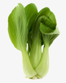 Bok Choy Png, Transparent Png, Free Download