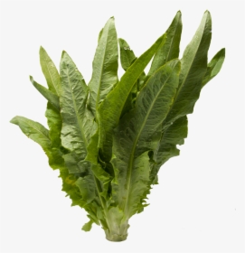 A Choy Chinese Vegetable - Mustard Greens, HD Png Download, Free Download