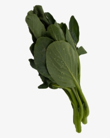 Gai Lan Chinese Vegetable - Spinach, HD Png Download, Free Download