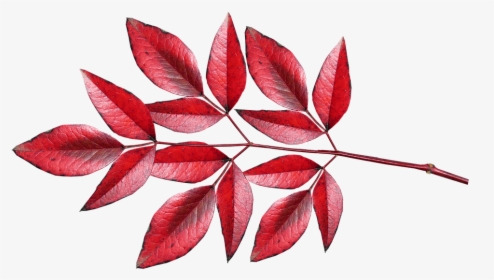 Leaves, Bamboo, Nandina, Cut Out, Isolated, Red, Autumn, HD Png Download, Free Download