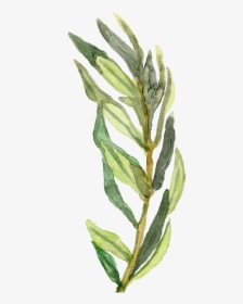 Hand Painted A Green Bamboo Leaf Branches Decorative - Bamboo Watercolor Png, Transparent Png, Free Download