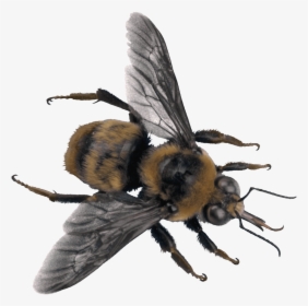 Bee Top - Sweat Bee Transparent Background, HD Png Download, Free Download