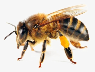 Bee Transparent - Abdomen Of A Bee, HD Png Download, Free Download