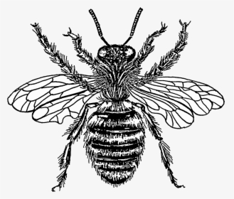 Transparent Bee Transparent Png - Transparent Background Vintage Bee Clipart, Png Download, Free Download