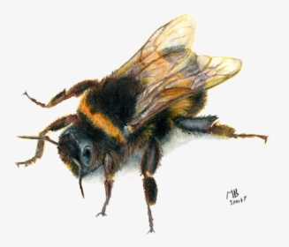 Bee, Watercolour Pencil Drawing - Druid Circle Of The Swarm, HD Png Download, Free Download
