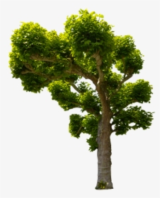 Nature, Tree, Sycamore, Isolated, Isolated Tree, Leaves - Oak, HD Png Download, Free Download
