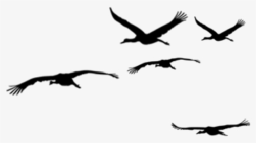 #ftestickers #birds #flock #silhouette - Flock, HD Png Download, Free Download