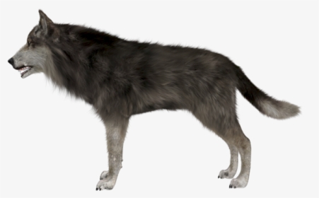 Pluspng Pluspng - Com Wolf-side - Side Image Of Wolf, Transparent Png, Free Download