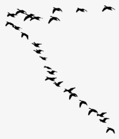 Flock Of Birds Silhouette - Flock, HD Png Download, Free Download