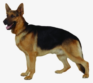 German Shepherd Png - Овчарка Пнг, Transparent Png, Free Download