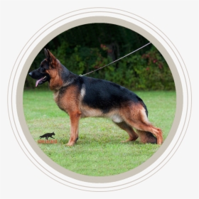 German Shepherd Dog, HD Png Download, Free Download