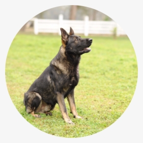 German Shepherd , Png Download - Old German Shepherd Dog, Transparent Png, Free Download