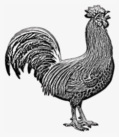 Chicken, Domestic Fowl, Fowl, Bird, Animal, Nature - Rooster, HD Png Download, Free Download