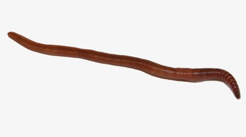 Earthworm Png Image With Banner Royalty Free - Earthworm, Transparent Png, Free Download