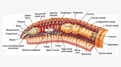 Anatomy Of Earthworms Lifeinharmony - Longitudinal Section Of Earthworm, HD Png Download, Free Download