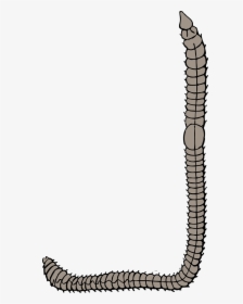 Worm Clip Art, HD Png Download, Free Download