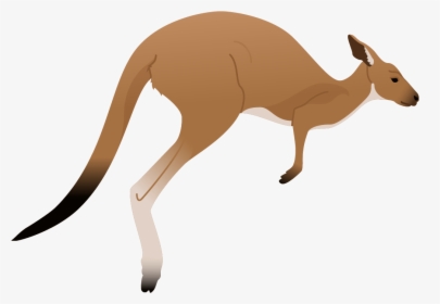 Transparent Kangaroo Clip Art - Kangaroo Clipart, HD Png Download, Free Download