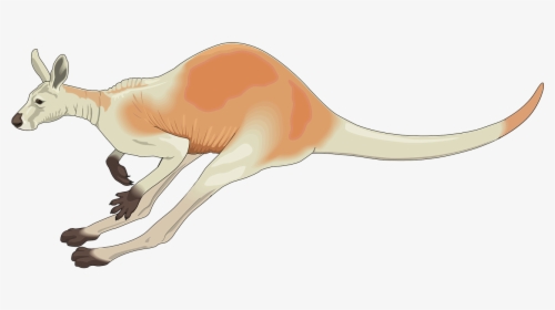 Jumping Kangaroo Clipart, HD Png Download, Free Download