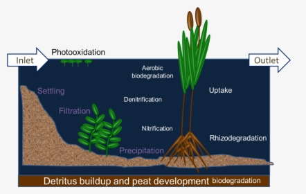 Diagram Of Detritus Buildup And Peat Develoment Biodegradation - Diagram Of A Wetland, HD Png Download, Free Download