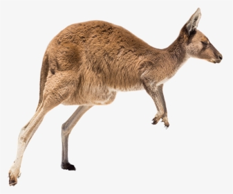 Clip Art Kangaroo Running - Kangaroo New Zealand, HD Png Download, Free Download