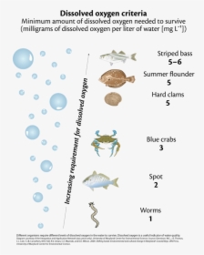 Water Fish Dissolved Oxygen, HD Png Download, Free Download